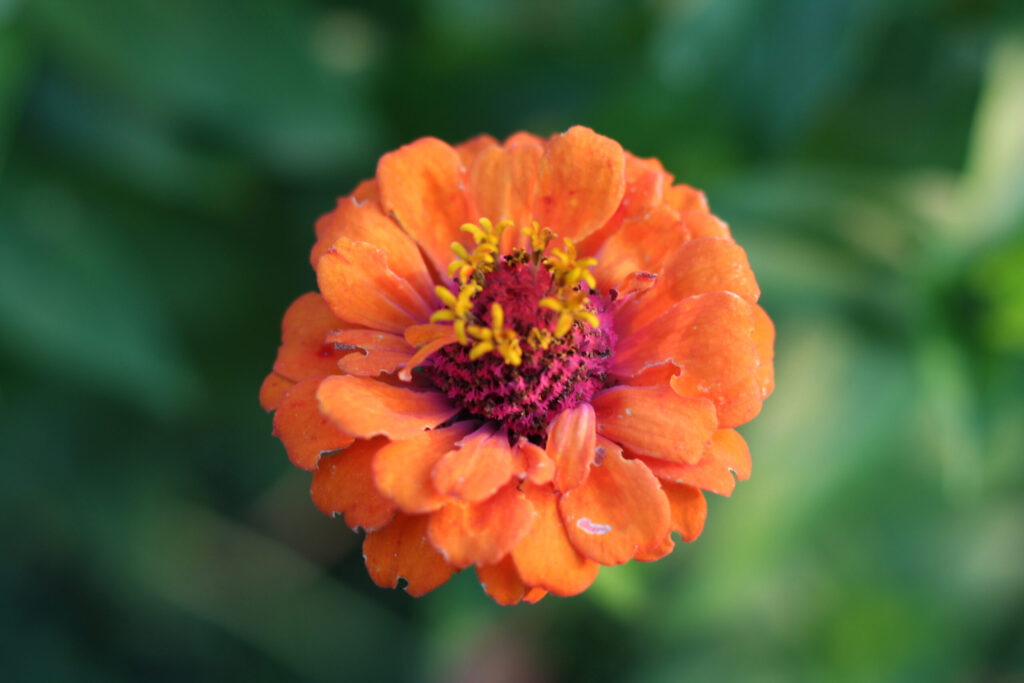 Close-up of a vibrant orange flower with a pink and yellow center against a soft green background