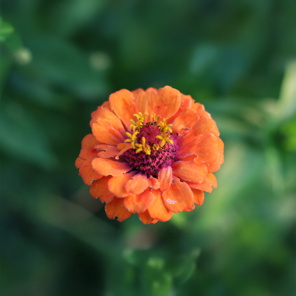 Close-up of orange zinnia flower with vibrant petals and detailed center, blooming in garden with soft green blurred background.