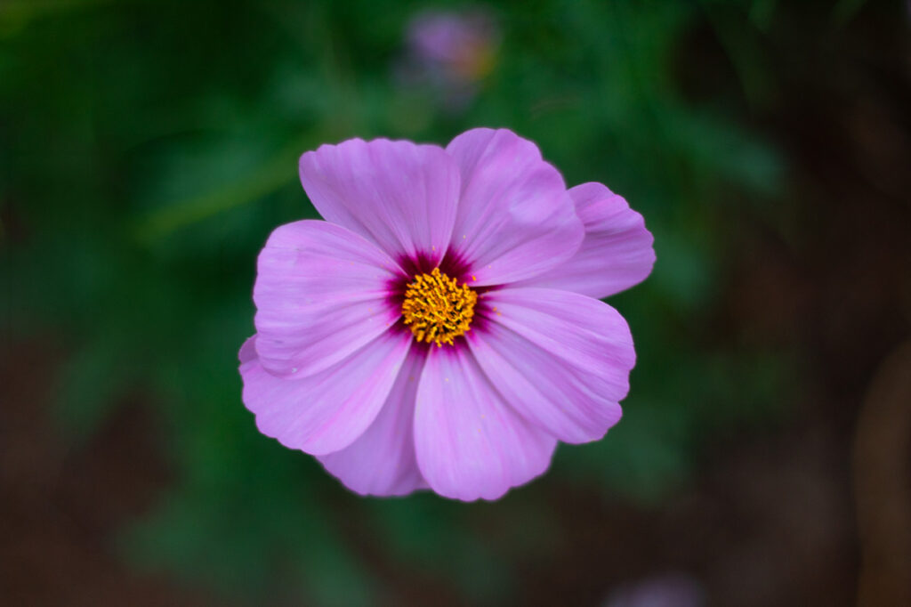 Close-up of a pink-purple flower with a yellow center and soft blurred background