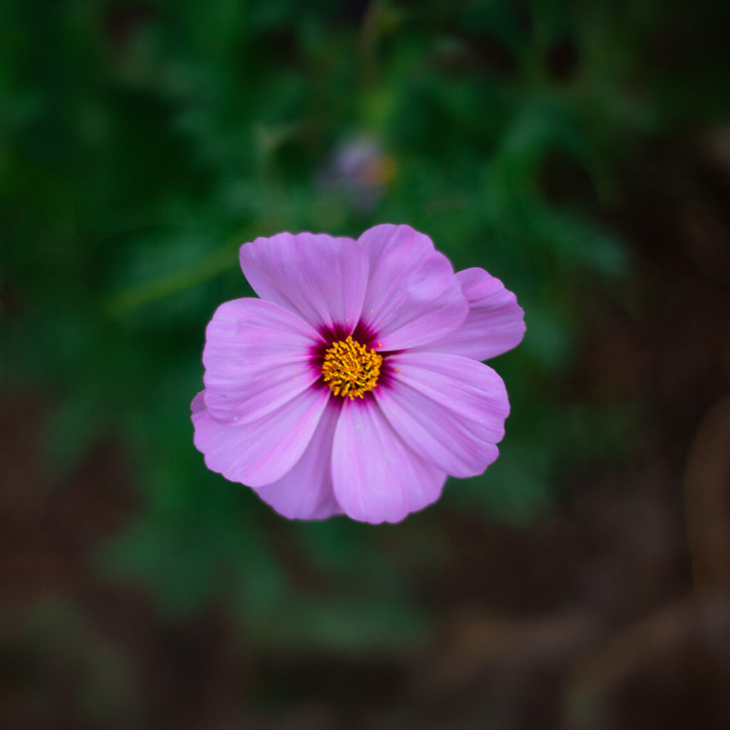 Close-up of pink cosmos flower with yellow center, single bloom in focus against soft green blurred background.