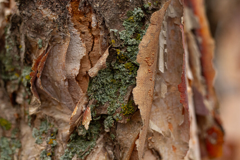 Close-up of peeling tree bark with natural textures and green moss