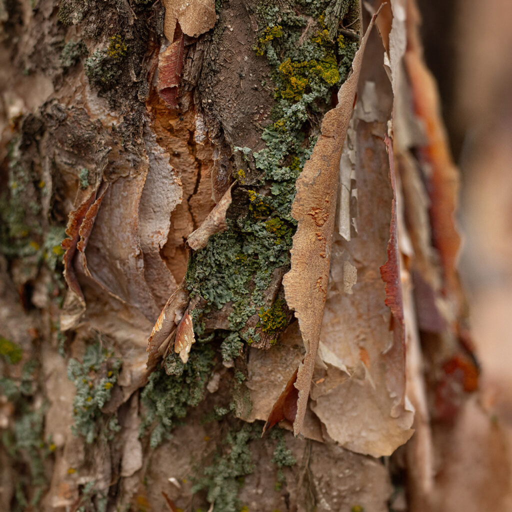 Close-up of peeling tree bark with moss and lichen, textured natural surface with earthy tones and detailed organic patterns.