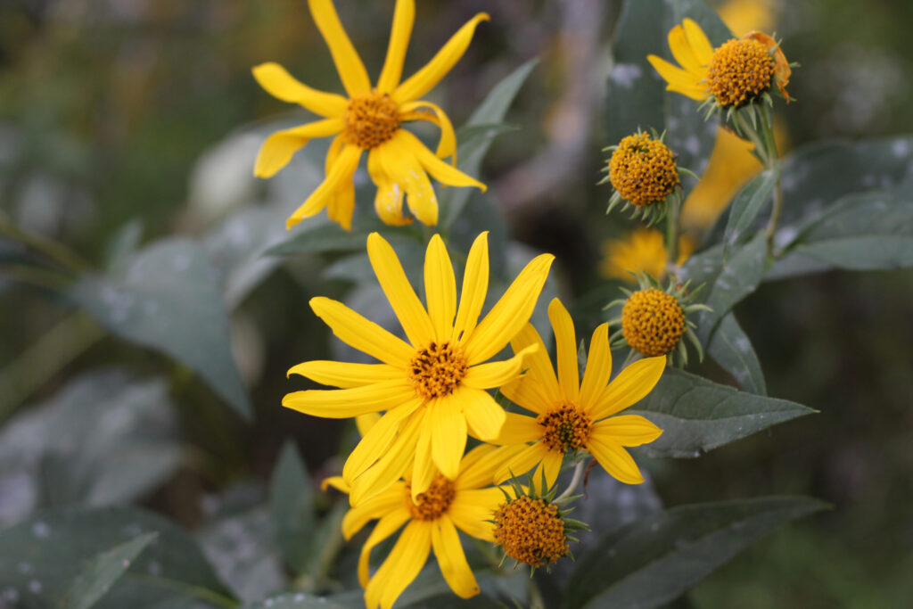 Close-up of bright yellow wildflowers with green leaves and soft blurred background