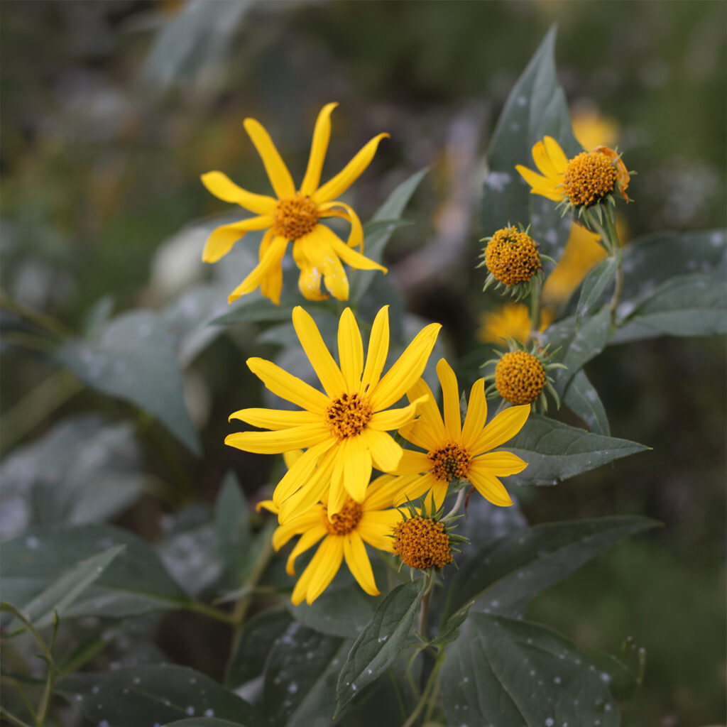 Bright yellow wildflowers in natural garden setting with green foliage, close-up of blooming daisy-like flowers with soft blurred background.